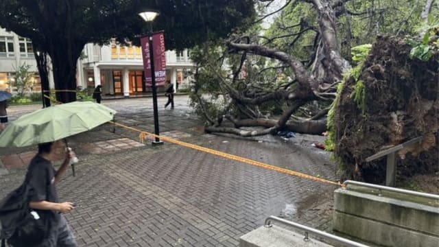 台湾逢甲大学校园 大树倒塌酿一死三伤