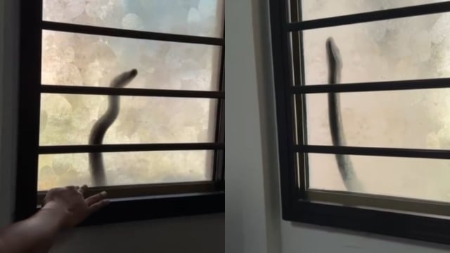 蟒蛇敲窗“问好” 组屋女屋主被不速之客吓坏