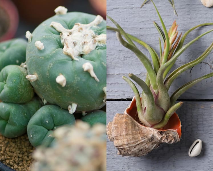 Air plants, cacti, herbs and more: How not to kill your plants at home if you're not an expert