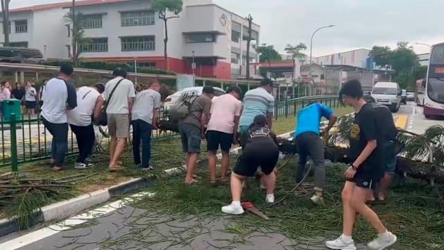 实龙岗3道树倒拦路 居民齐心协力清理