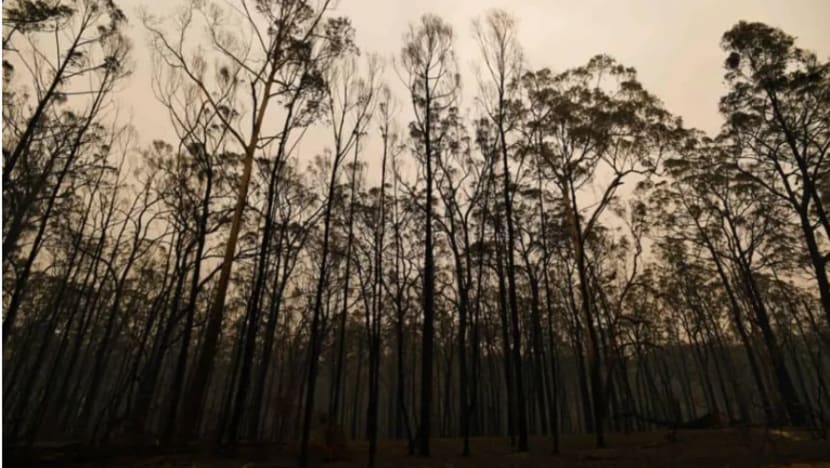 2 maut, taman negara hampir musnah akibat kebakaran di Kangaroo Island
