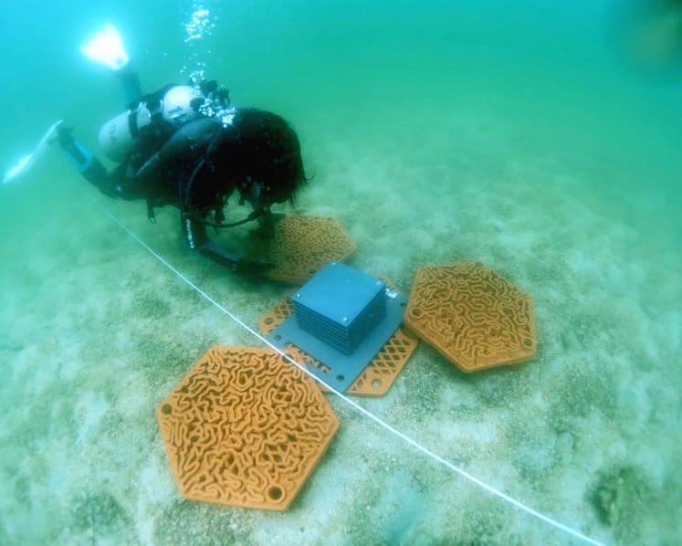 Coral kickstart: Reefs get injection of funds at COP28 to stave off extinction