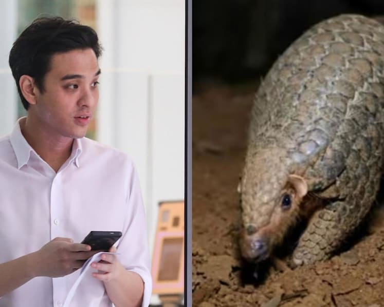 ‘I regretted it was real’: Man fined for reselling pregnant pangolin to undercover NParks officer