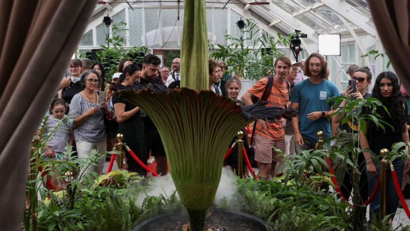 துர்வாடையால் பிரபலமான மலர்... எங்கே?