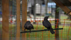Related article image