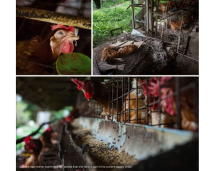 Marriott's 2025 Cage-Free Pledge in the Spotlight as Field Visit Raises Animal Welfare and Hygiene Concerns
