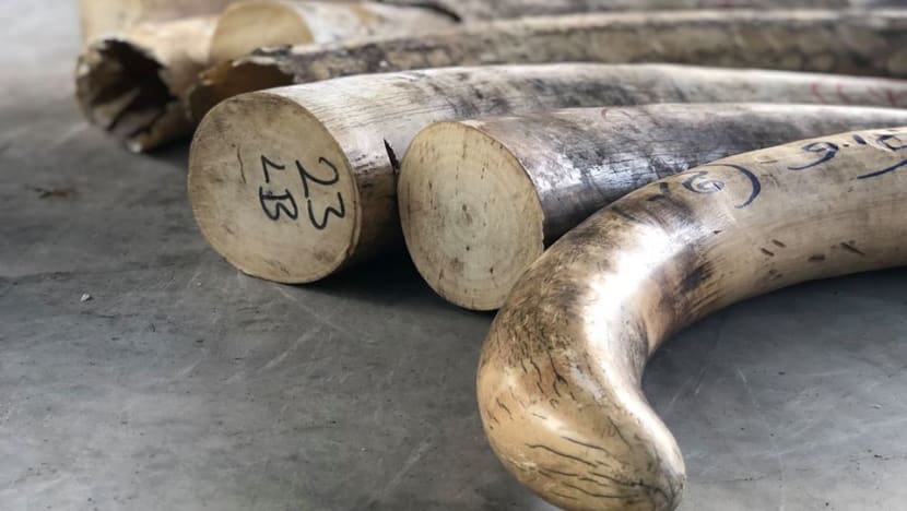 Ivory worth S$18 million to be crushed; new centre to bolster Singapore’s fight against illegal wildlife trade