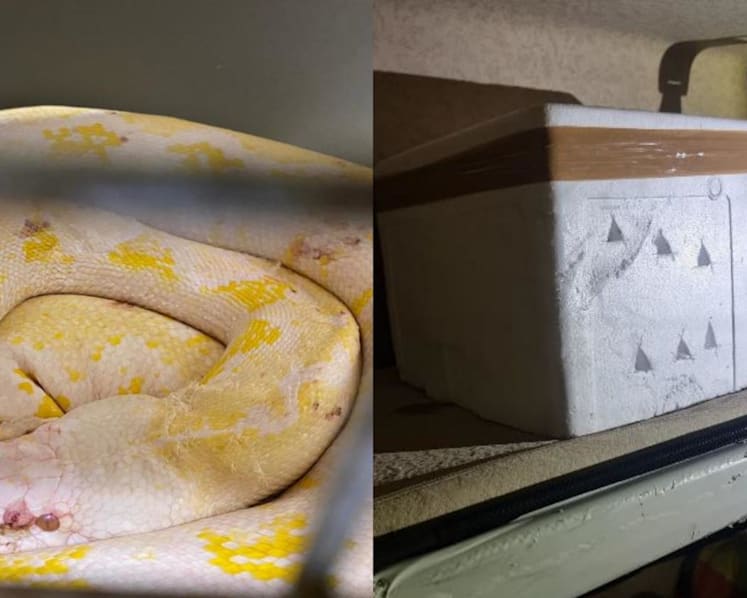Driver fined, 2 reticulated pythons euthanised after illegal smuggling