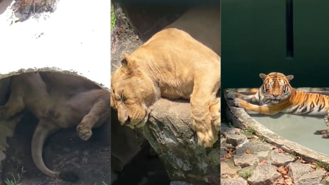 柔佛动物园猛兽“好吃好睡” 不顾仪态睡到两腿张开流口水