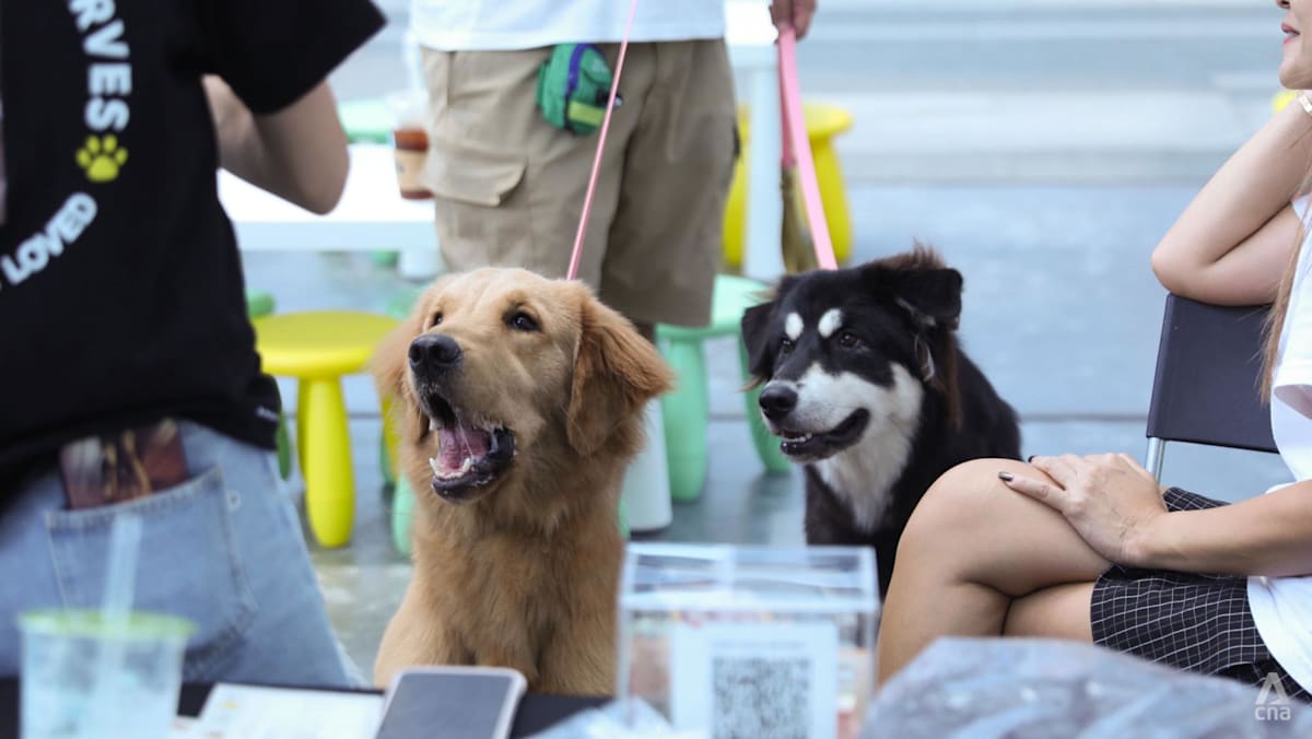 AVS launches first animal shelter guidelines, including max capacity and exit plans