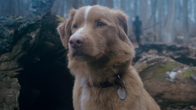 Angkat POV anjing di film horor, sutradara Good Boy siap bikin sekuel