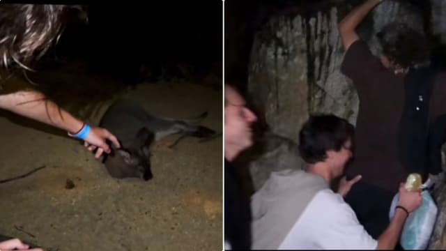 四男疑酒醉后擅闯夜间动物园 万态保育集团已报警
