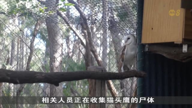 澳洲大量猫头鹰 因吃下中毒老鼠而身亡