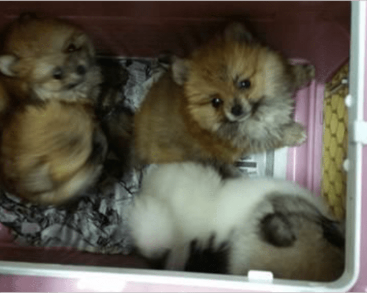 Jail for man involved in failed smuggling attempt that left 11 puppies dead