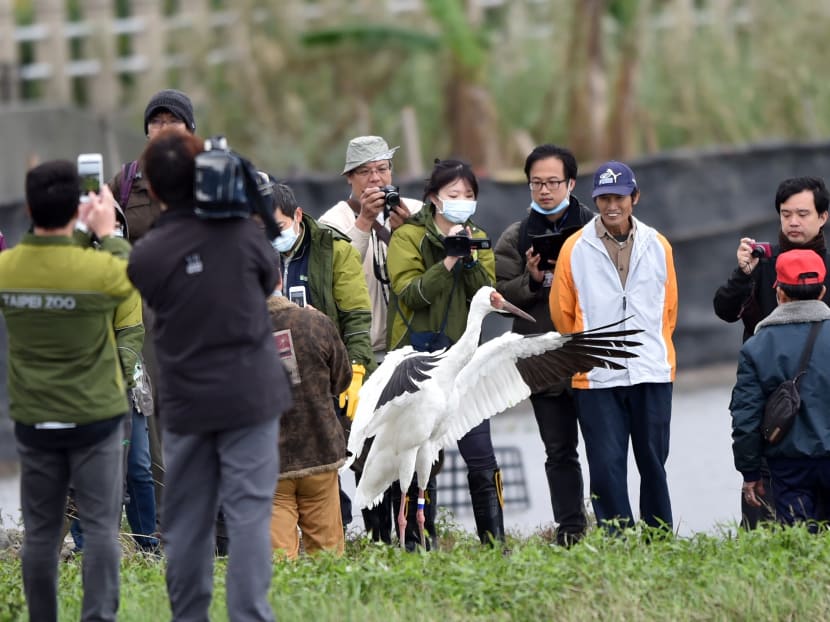 This picture was taken on December 19, 2015 shows a lost Siberian crane, Grus leucogeranus, being released at rice field of Jinshan district in New Taipei City. Photo: AFP