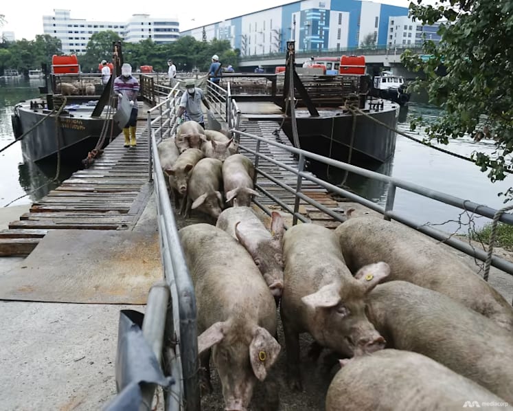 SFA dismisses 'inaccurate' Indonesian claim that Singapore is ready to import pig carcasses