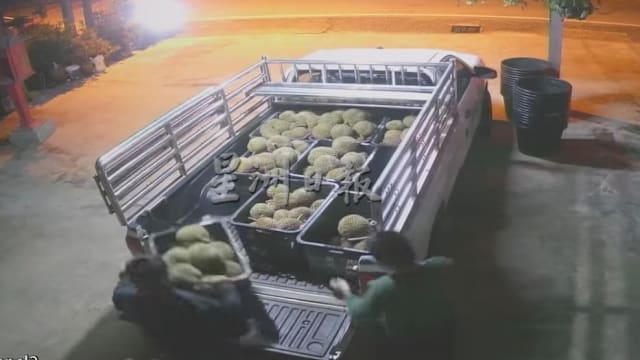 七箩黑刺榴梿遭三贼偷走 马国榴梿商损失逾3000元