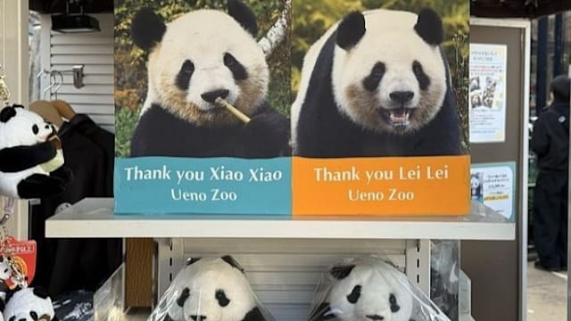 日本民众不舍送别大熊猫双胞胎 中日关系紧张波及熊猫