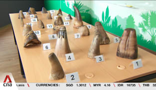 Singapore seizes record 35.7kg of smuggled white rhino horns worth S$1.13m at Changi Airport