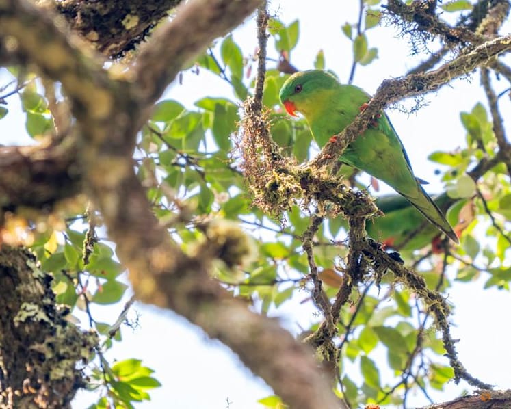 Indonesian parrot, seen once in a century, reappears in mountain forest