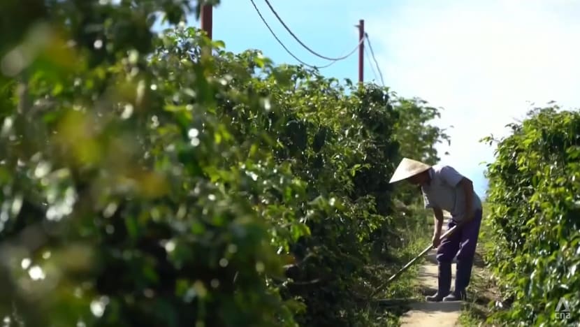 Commentary: Climate change leaves a bitter taste in world’s coffee supply Commentary: Climate change leaves a bitter taste in world’s coffee supply