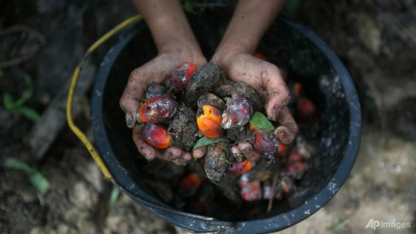 Commentary: Malaysia has one competitive edge left if it wants to capitalise on global palm oil shortage Commentary: Malaysia has one competitive edge left if it wants to capitalise on global palm oil shortage