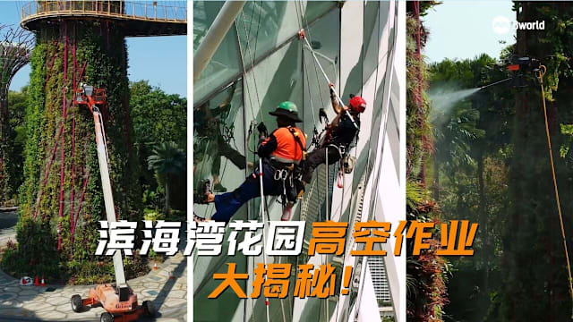 新闻深呼吸+ | 高空守护滨海湾花园绿意