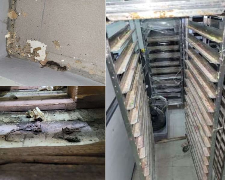 Proofer Bakery fined after dead mice, dirt and grime found in central kitchen