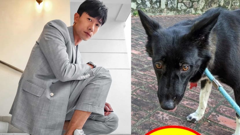 Desmond Tan Came Across This Missing Dog While Driving, And Hopes You Can Look Out For Her If You're In The Area Desmond Tan Came Across This Missing Dog While Driving, And Hopes You Can Look Out For Her If You're In The Area