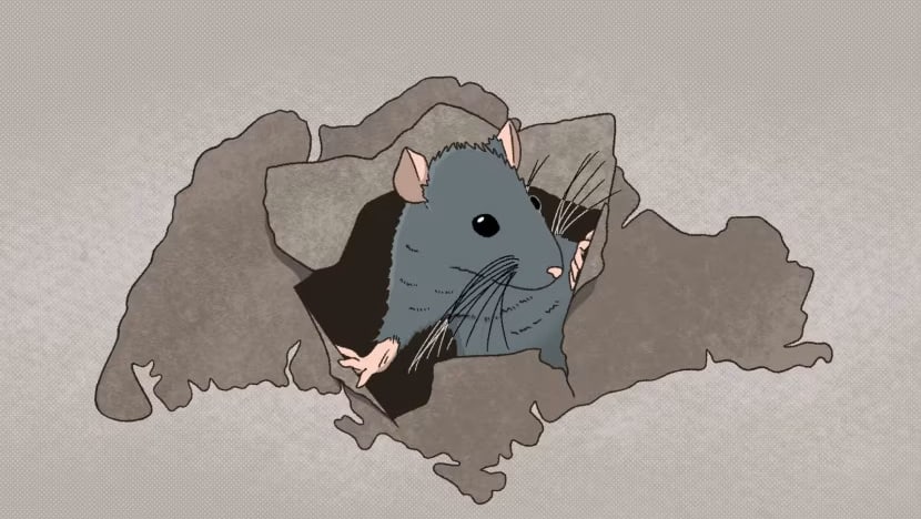 Waspada wabah tikus, bahayanya lebih parah dari yang kamu kira