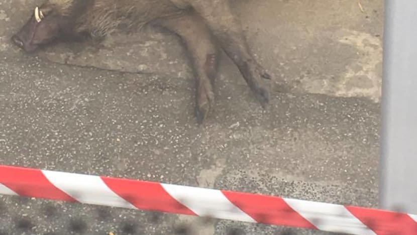 Man suffers cuts to legs after wild boar attack near Hillview condominium