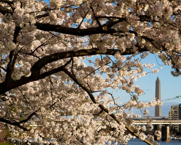Commentary: Cherry blossoms are proof of a planet going awry