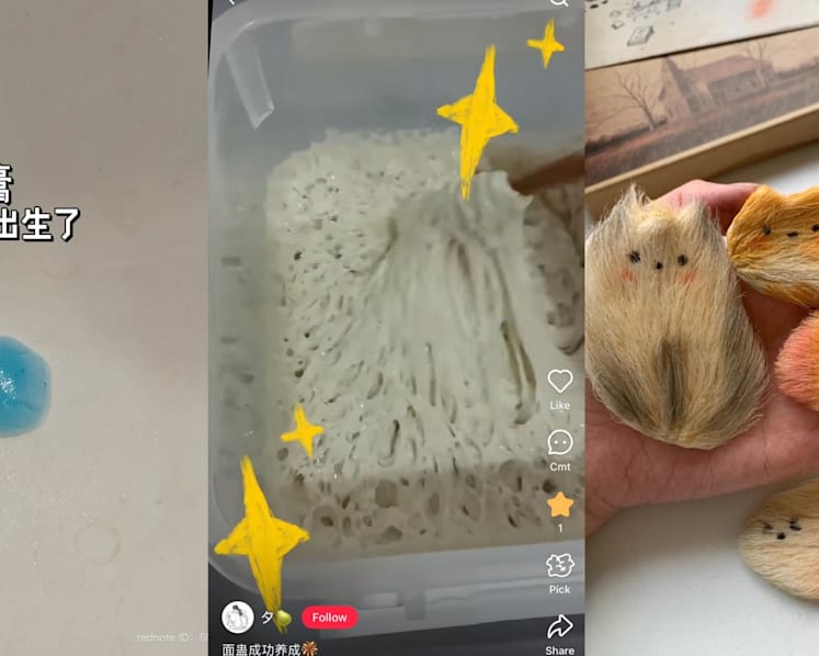 'Something healing in being silly': Why China’s youth raise 'weird pets' for companionship