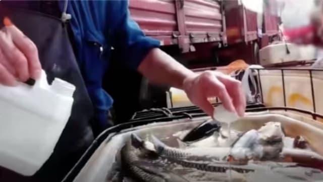 中国多地发现活鱼售卖前被化学物质“麻醉”