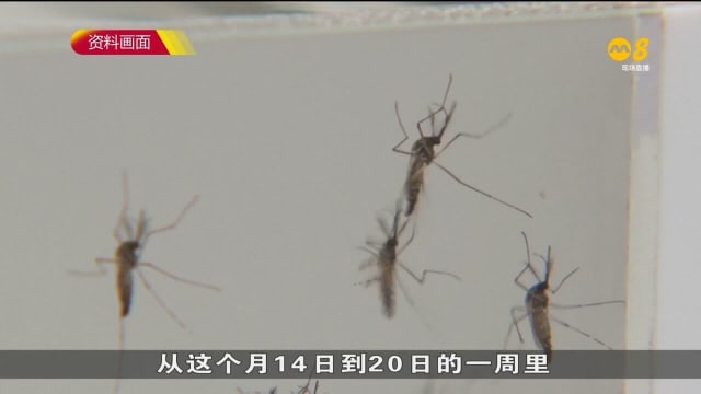 本地骨痛热症病例连续七周攀升 上周新增410起病例