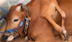 ஆறு கால் அதிசய மாடு