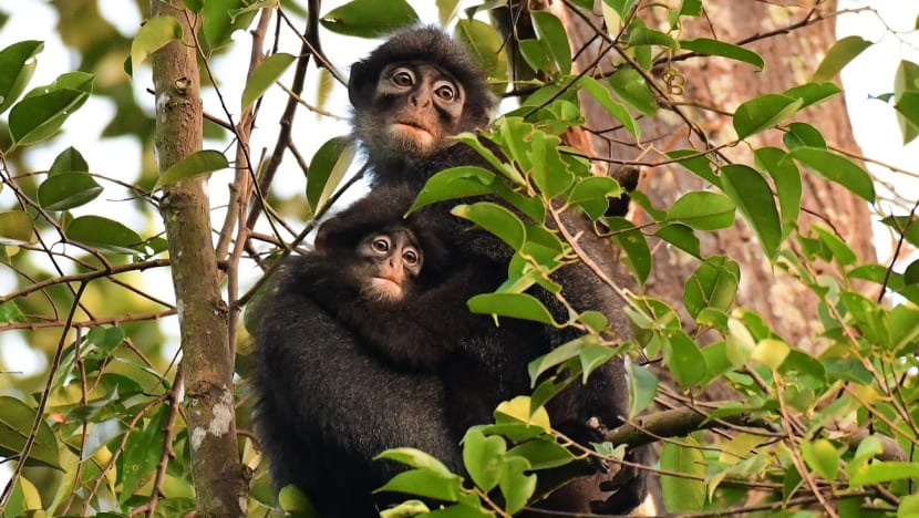 Researchers call for protection of SAF training area to preserve feeding ground for Raffles' banded langur