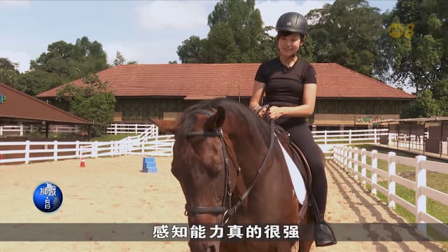 狮城有约 | 主播骑马初体验 能否马到功成？ 