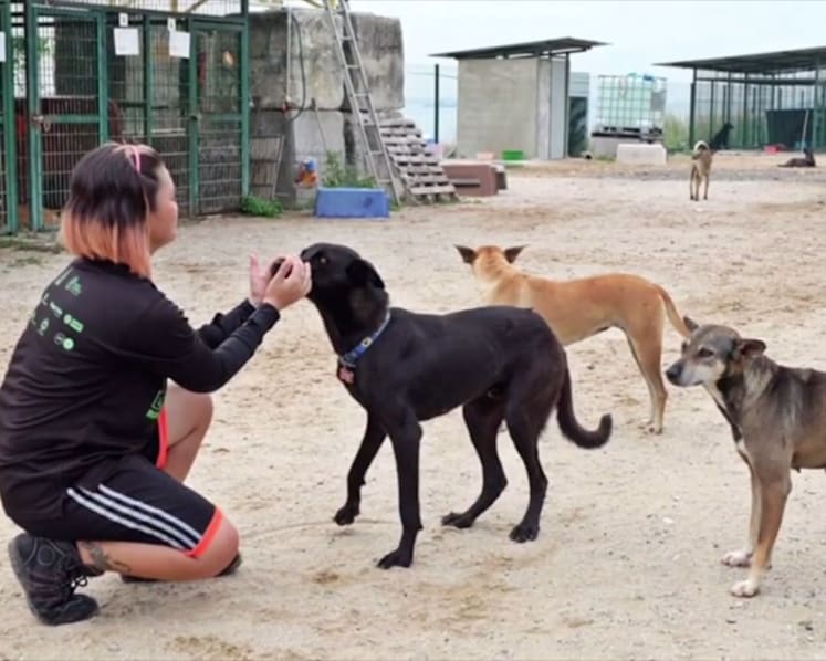 Jurong Island project to manage stray dogs without culling shows results