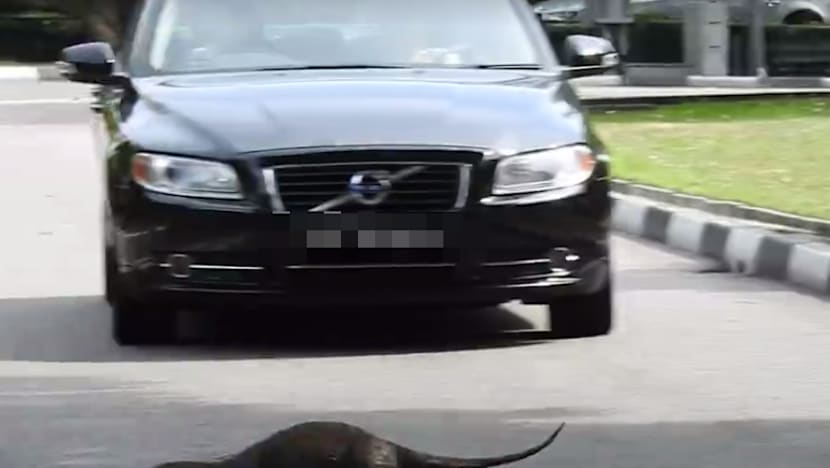 The Big Read: As animal encounters hit the headlines, a divide opens up