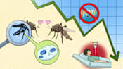 Dengue-aedes-wolbachia-mosquito-cna-today-big-read-gfx-54