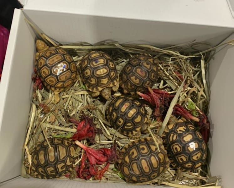 Man jailed for smuggling 7 leopard tortoises in lorry through Woodlands Checkpoint