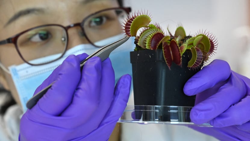 Rise of the 'robo-plants', as scientists fuse nature with tech