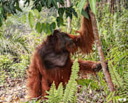 Dozens of orangutans saved from Indonesia blazes