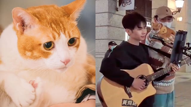 猫咪唱《学猫叫》爆红　再挑战李荣浩《乌梅子酱》