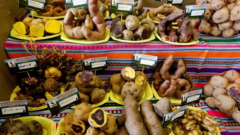 Study shows how a potato-based diet changed the genetics of Andean people