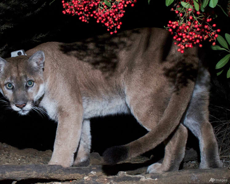 A new bridge may save California mountain lions under threat from loss of habitat, wildfires