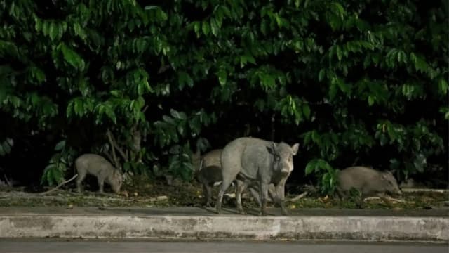 食品局：本地猪肉产品不受野猪感染非洲猪瘟影响