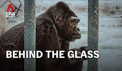 CNA Special - Bangkok’s Loneliest Gorilla: A mall for a home (Part 1)