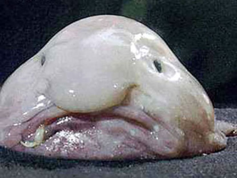 World's ugliest animal 'honour' goes to the blobfish - TODAY